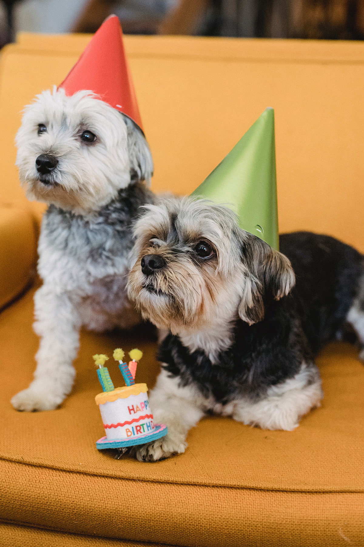 Hunde feiern Geburtstag