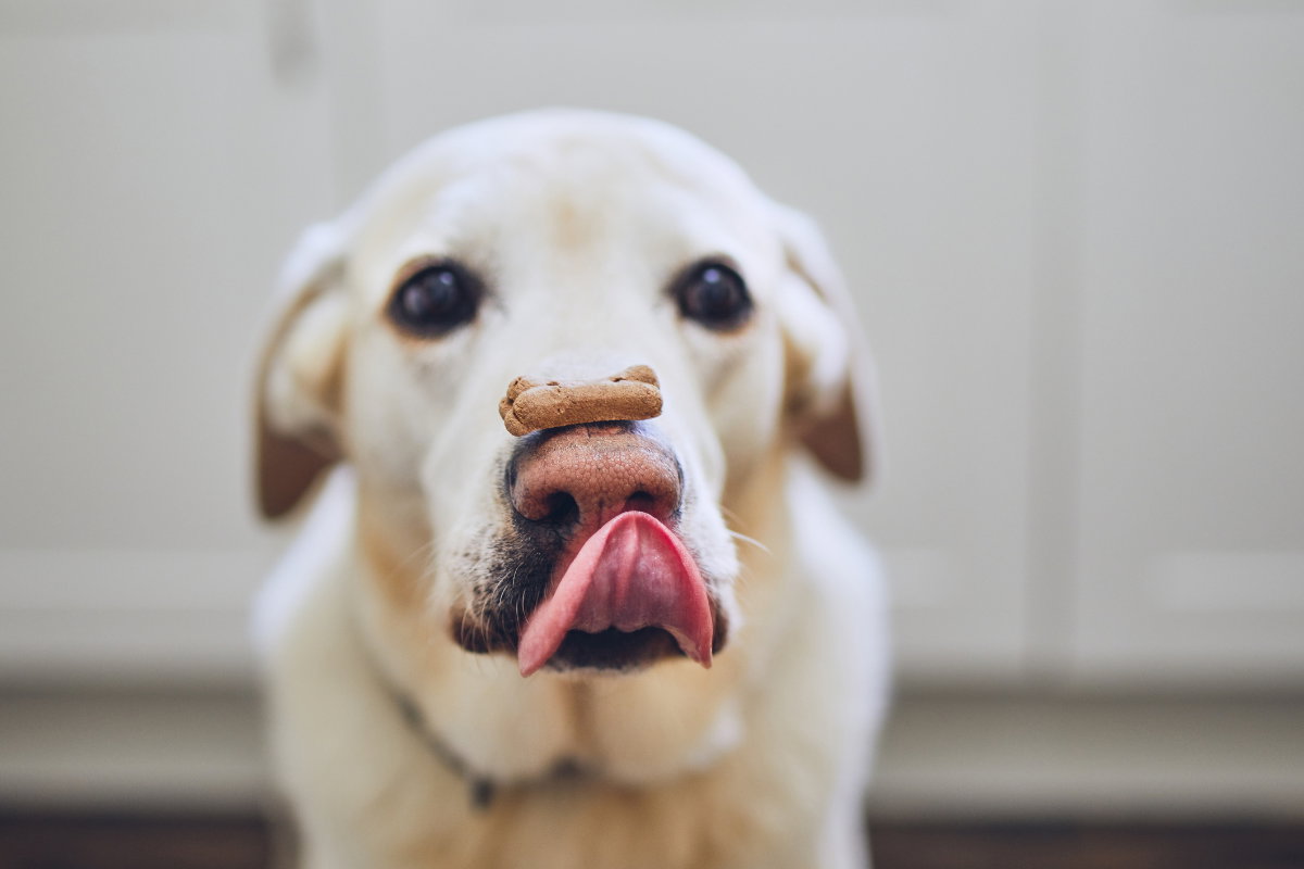 Hund mit Leckerli