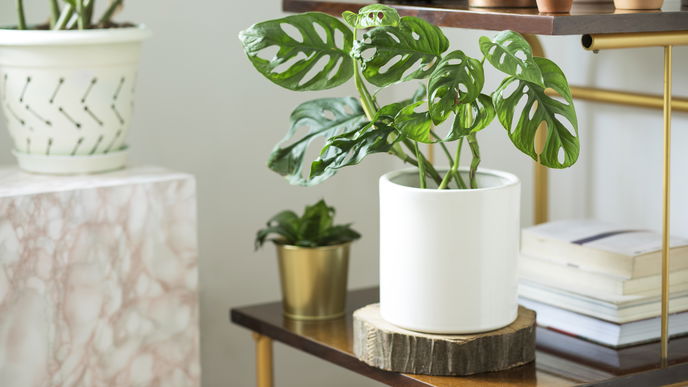 Pflanzen-Tipp: Das passiert, wenn du ein Streichholz in die Blumenerde steckst