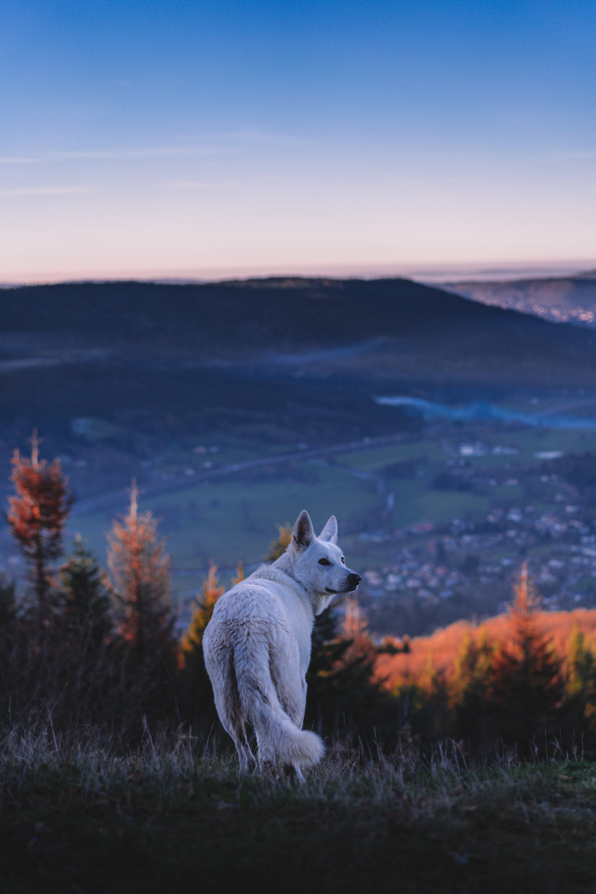 Wolf im Wald