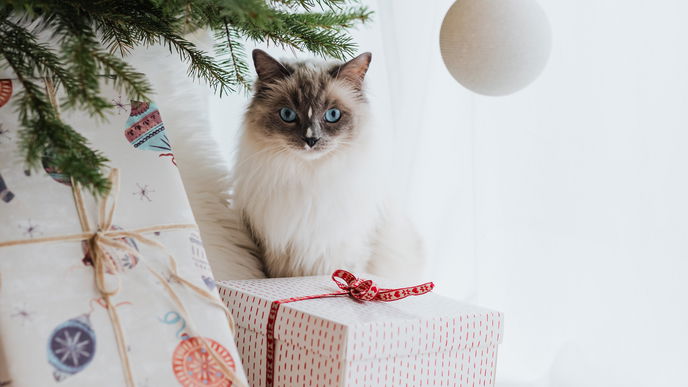 Katzen-Adventskalender: Die schönsten und leckersten Modelle für deine Vierbeiner