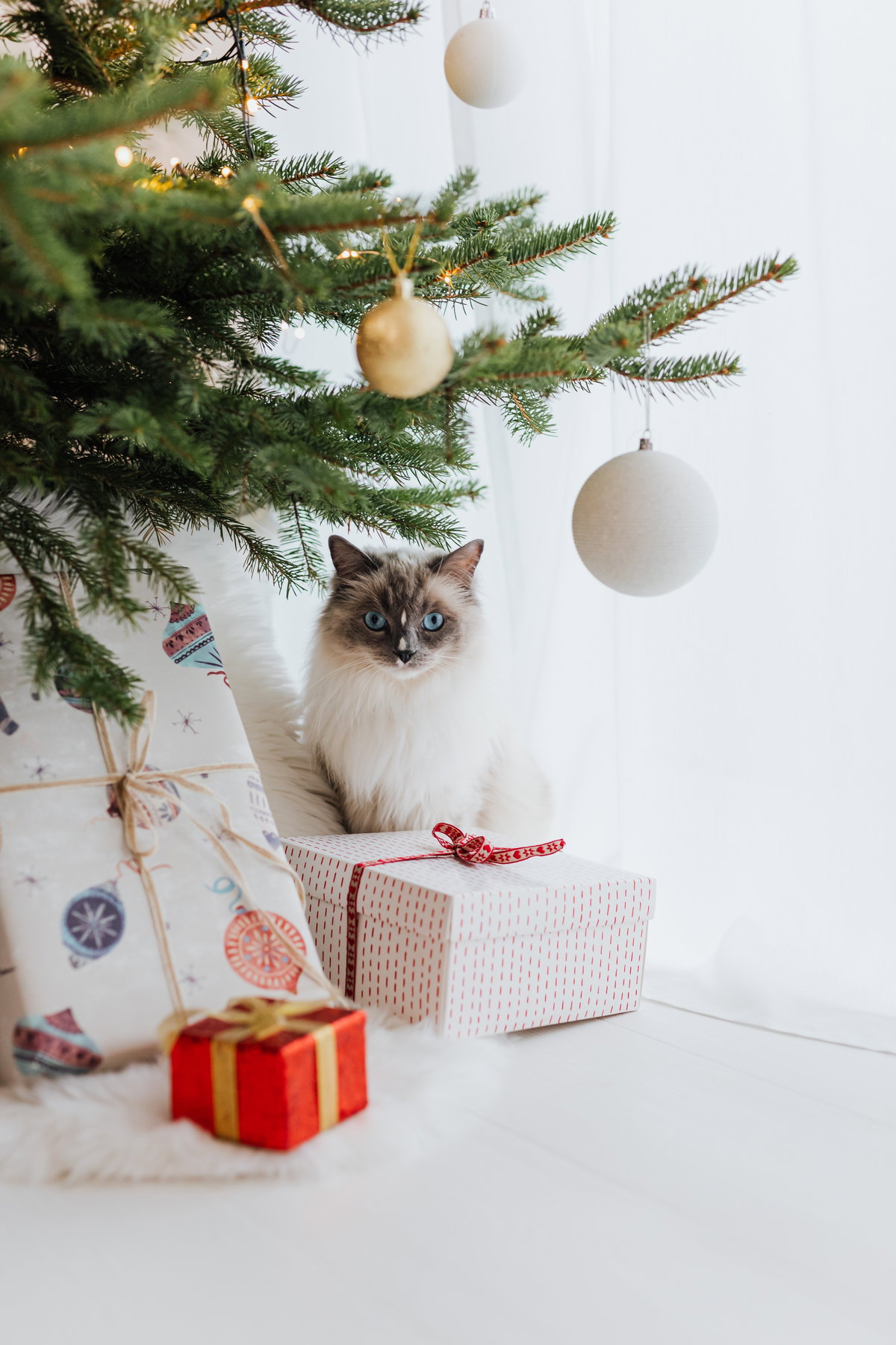 Katzen Adventskalender