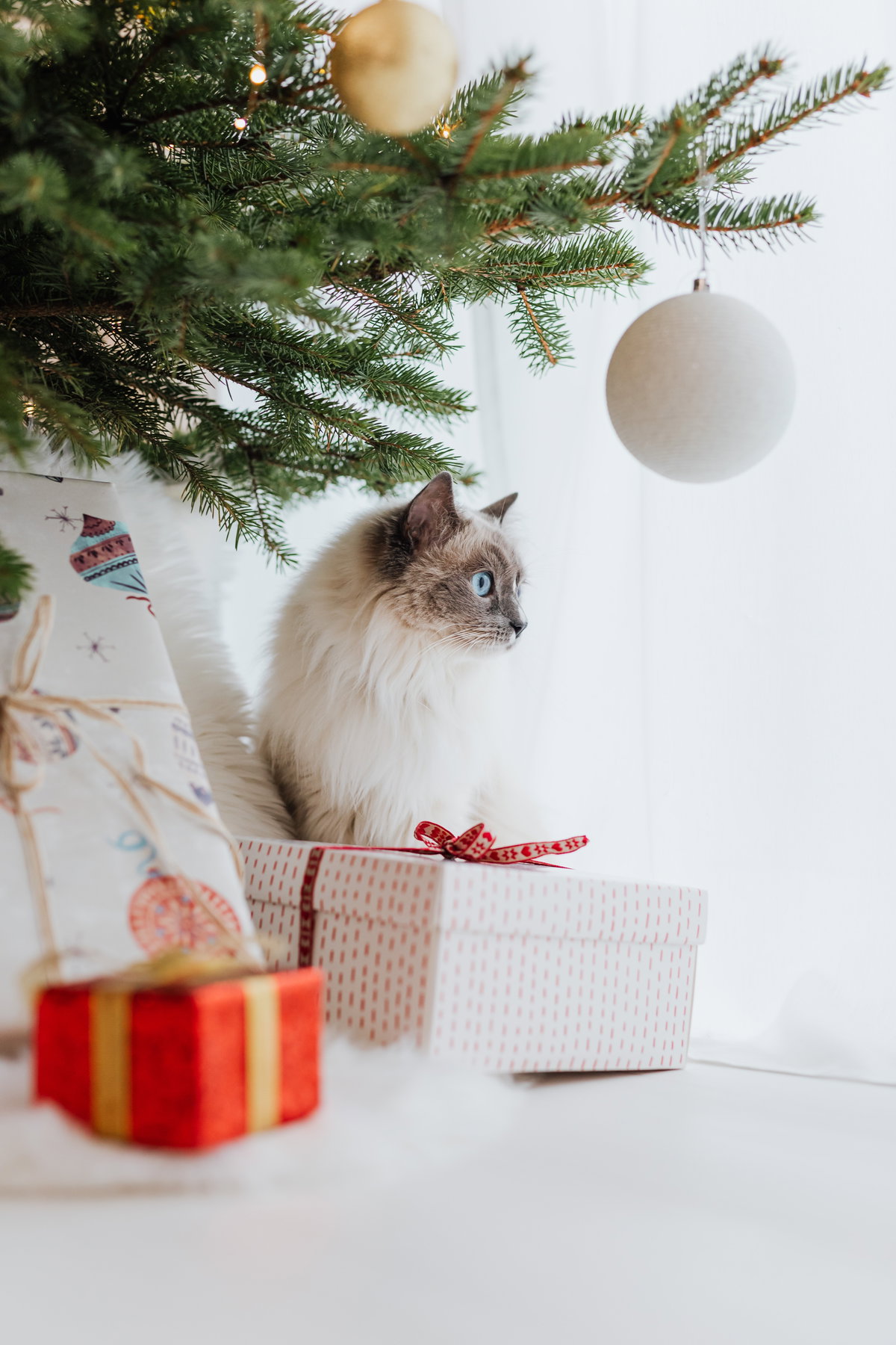 Katze unterm Weihnachtsbaum