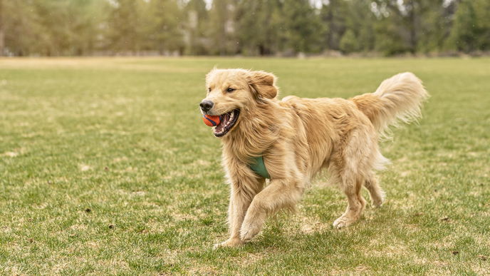 Suchspiele für Hunde: 5 spannende Ideen für deinen Vierbeiner