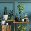 Wir sehen grün! Mit "Greenterior" bringen wir die Natur in unsere Wohnung