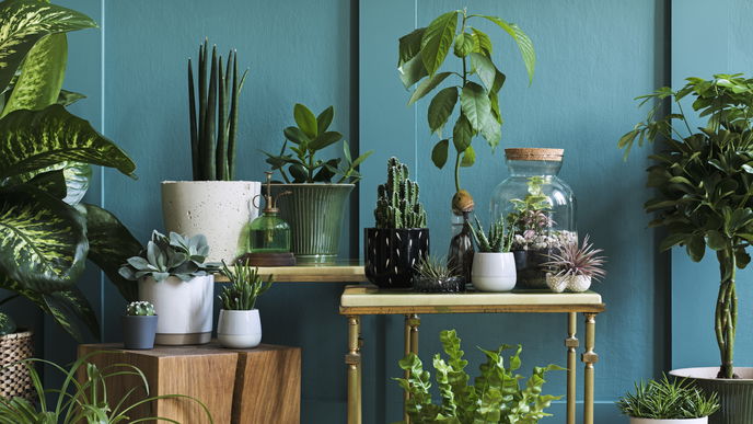 Wir sehen grün! Mit "Greenterior" bringen wir die Natur in unsere Wohnung