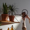 Wenig Licht in der Wohnung? 5 Pflanzen, die auch in dunklen Ecken überleben