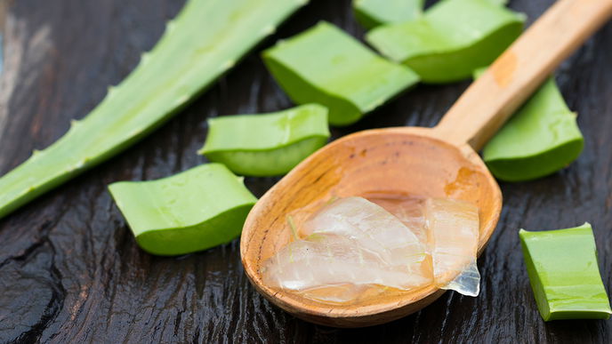 Aloe Vera Gel selber machen: So klappt es zu Hause ganz einfach 
