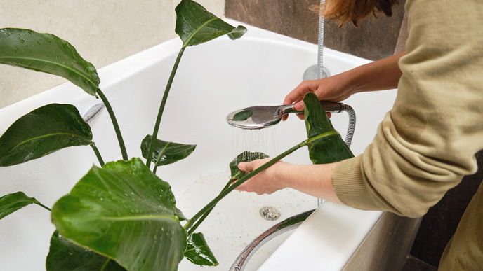 Pflanzen duschen: So verhilfst du deinen Zimmerpflanzen zu neuer Frische