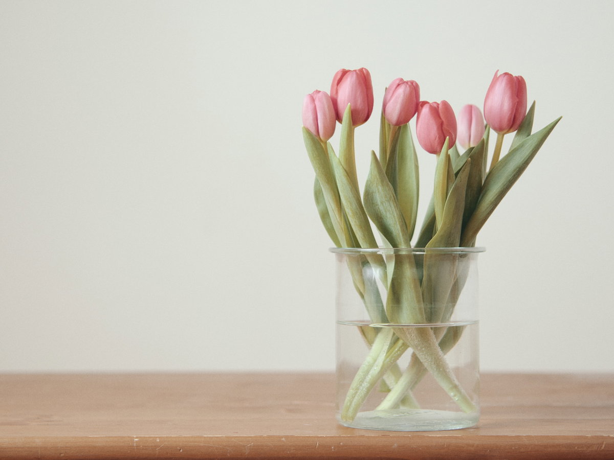 Tulpen