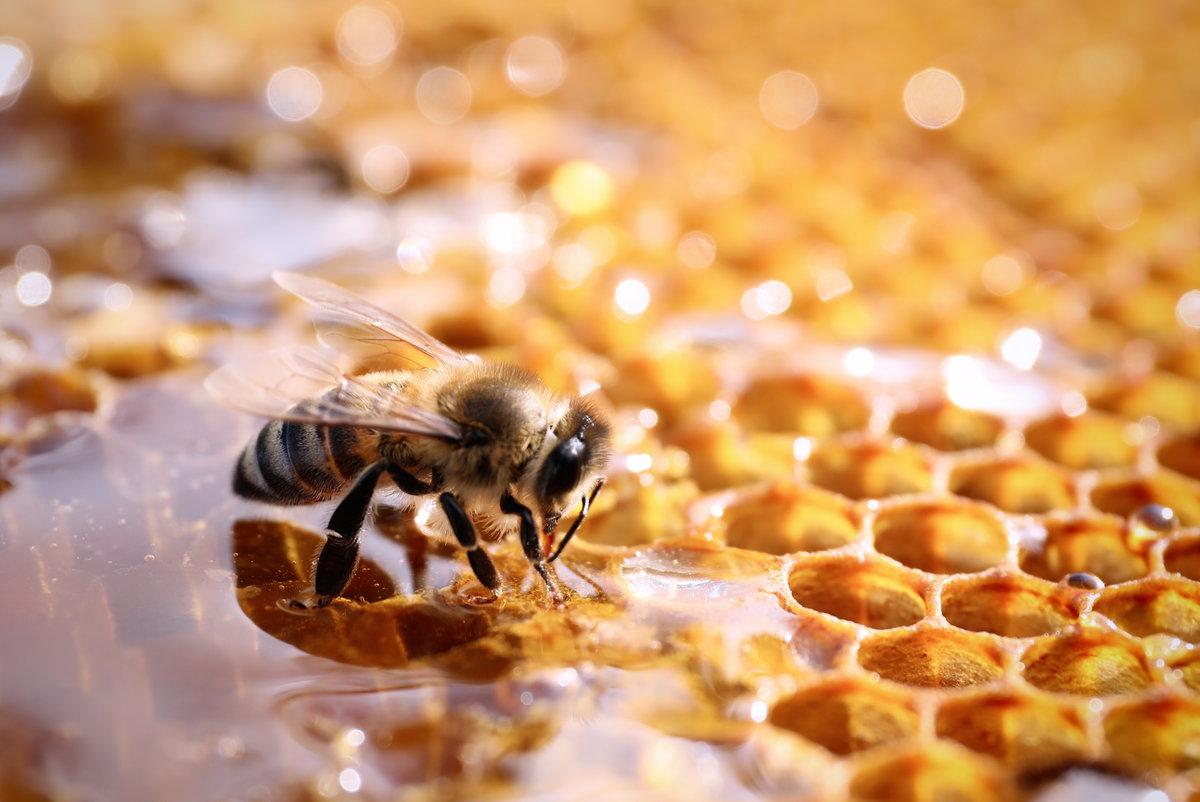 Bienenwabe