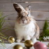 Osterhase: Bedeutung und Ursprung der Ostertradition