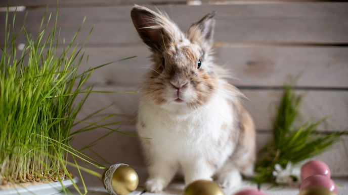 Osterhase: Bedeutung und Ursprung der Ostertradition