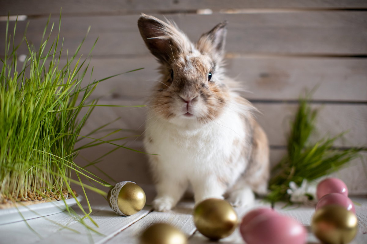 Osterhase