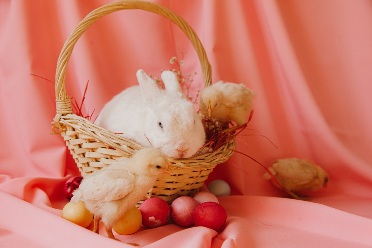 Hase im Korb