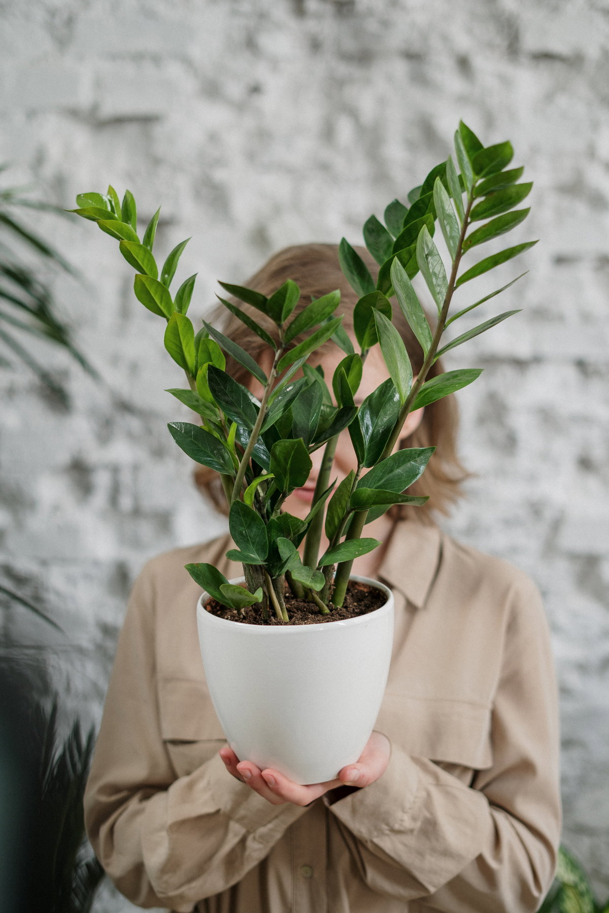 Pflanzen Küchenpapier