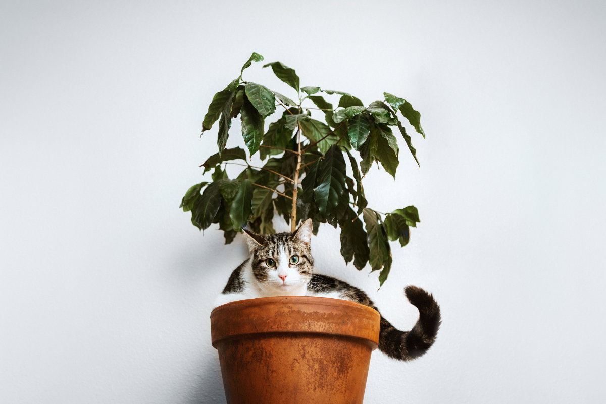 Katze im Blumentopf