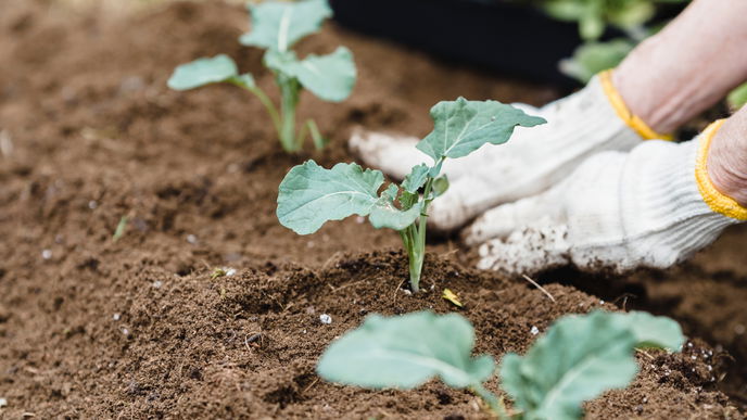 Von Menschen und Maulwürfen: Wie man Maulwürfe liebevoll aus dem Garten verbannt