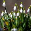 Achtung, Unglück! DARUM darfst du im Frühling keine Schneeglöckchen pflücken