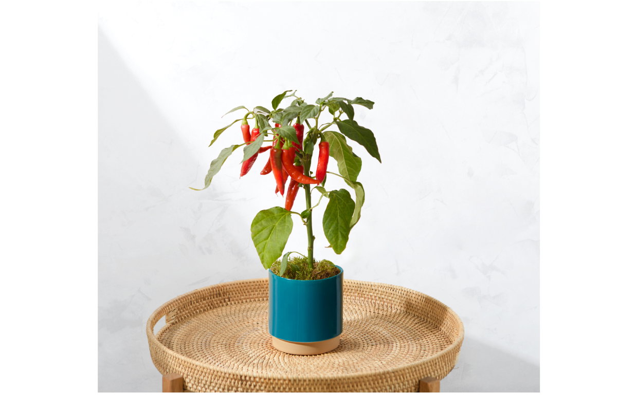 Bloom and Wild Chili-Pflanze