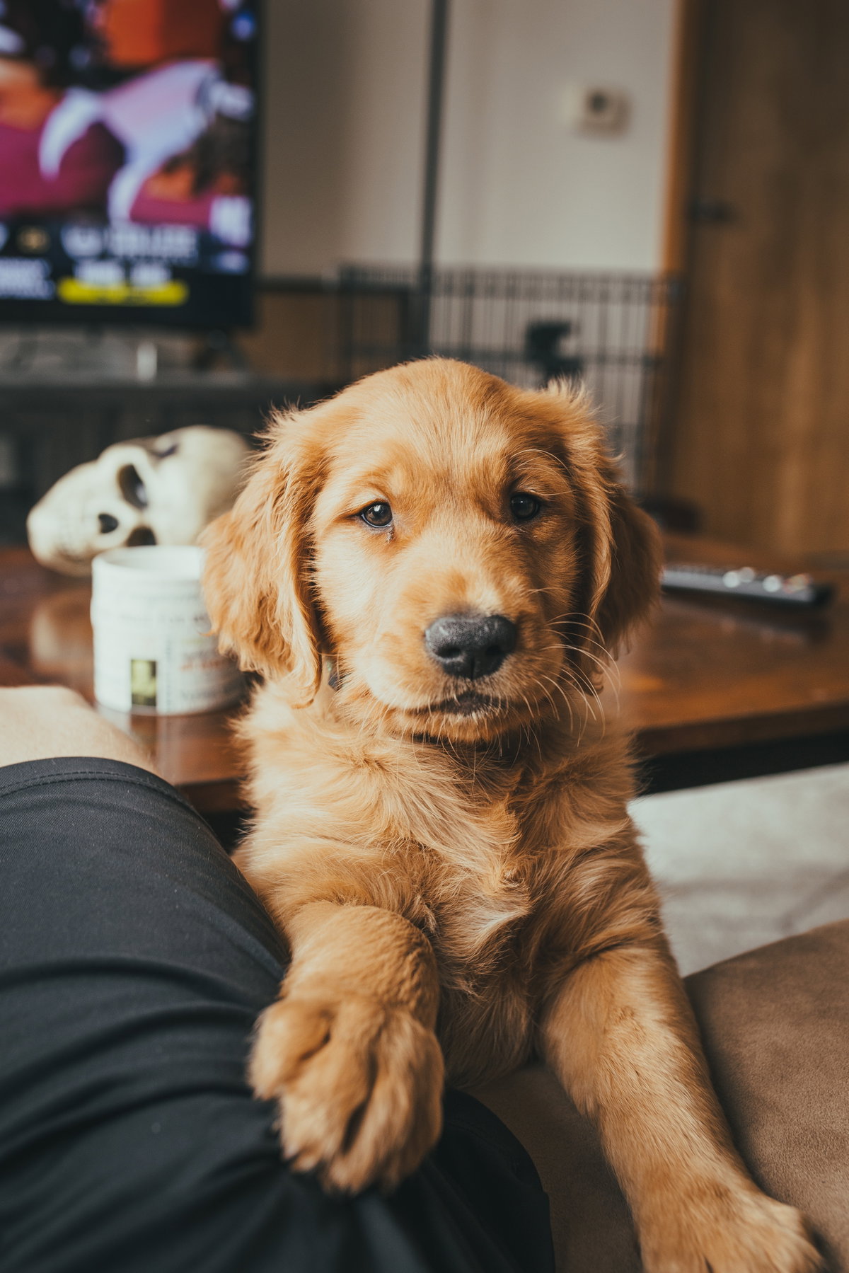Golden Retriever Welpe