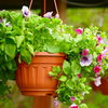 Pflanzen-Trick: So bringst du deine verwelkten Blumen wieder zum Blühen