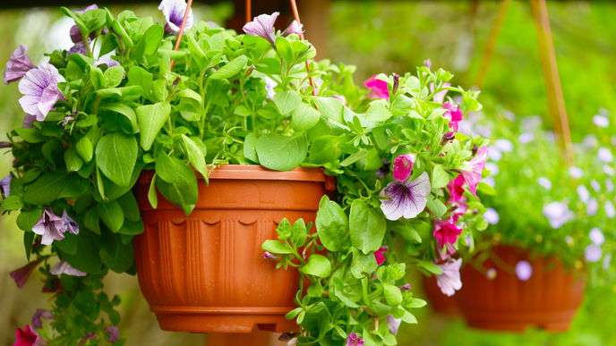 Pflanzen-Trick: So bringst du deine verwelkten Blumen wieder zum Blühen