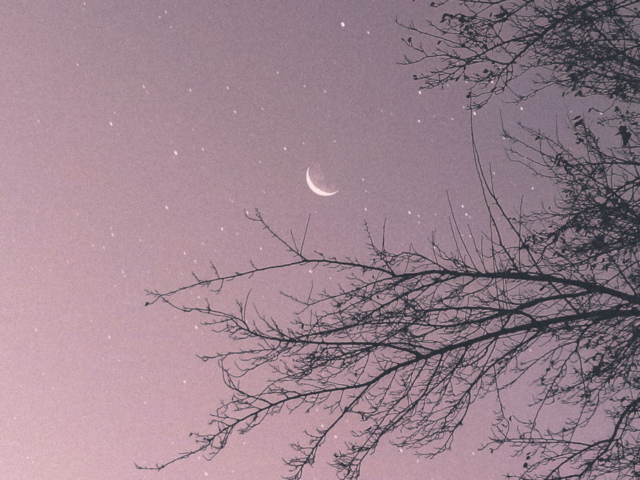 Mond am Himmel zwischen Bäumen