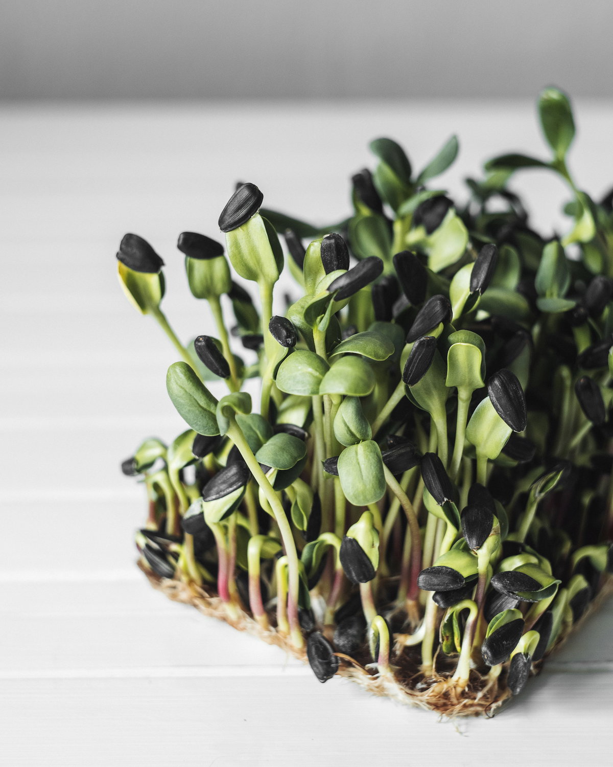 Microgreens