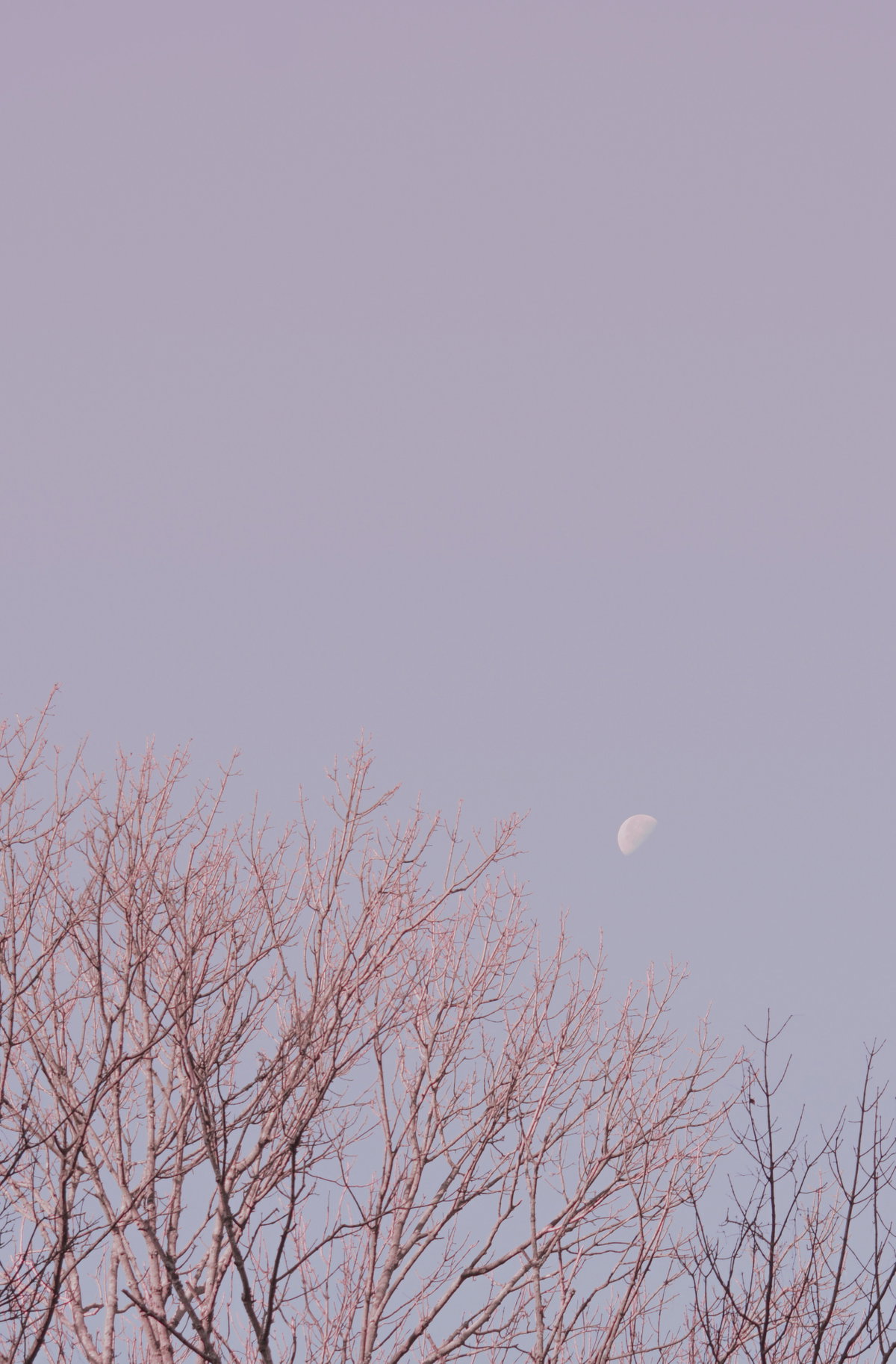 Mond am pastellfarbenen Himmel über einem kahlen Baum