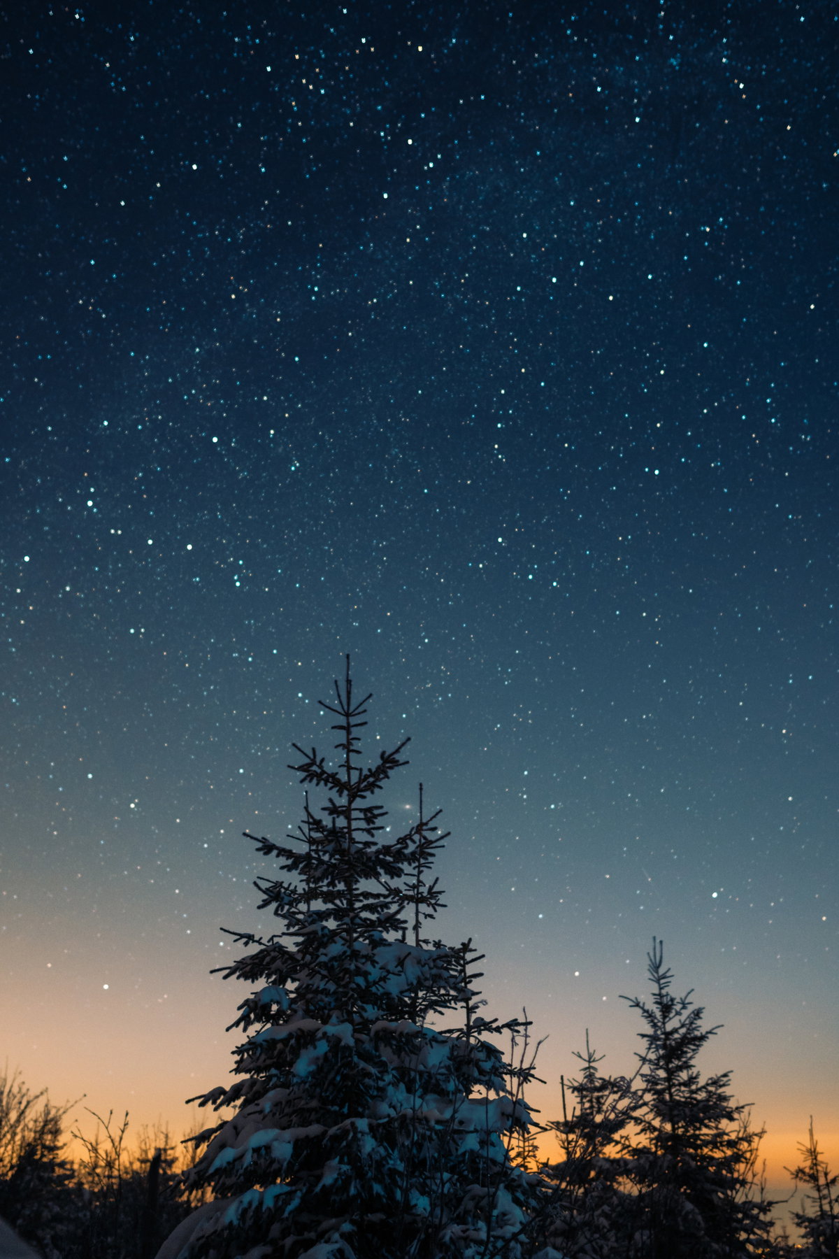 Tannenbaum vor Sternenhimmel