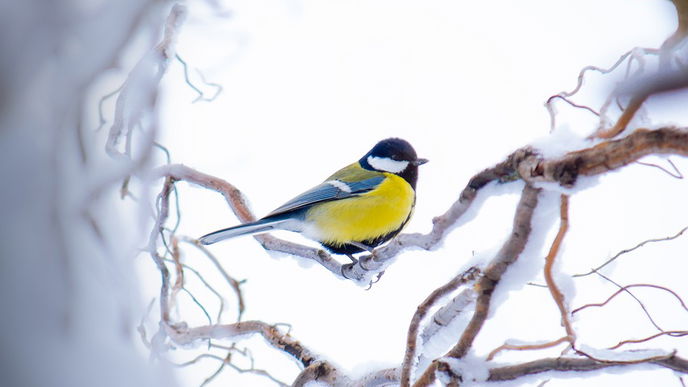 Winterliche Gartenfreuden: Ein stilvoller Außenbereich trotz kalter Tage