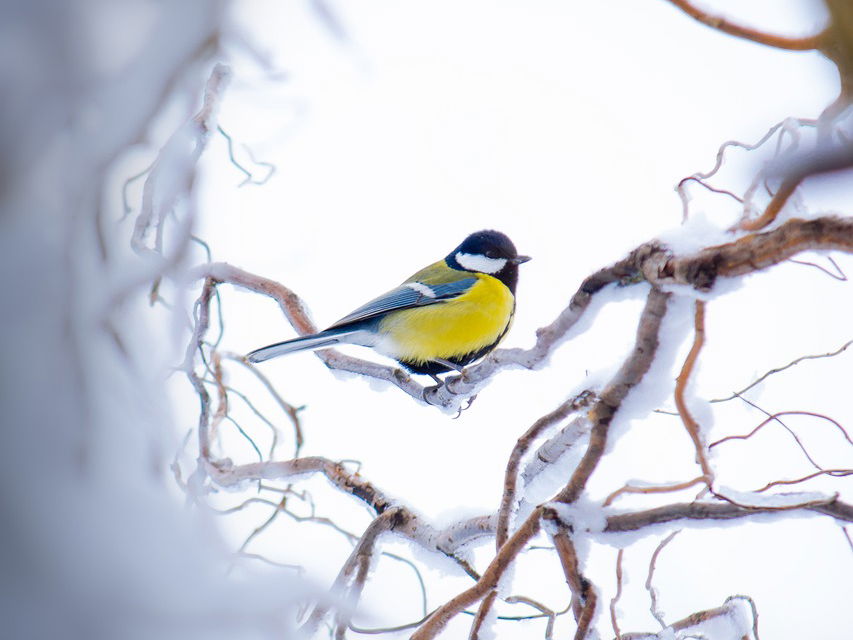 Vogel sitzt auf verschneitem Ast