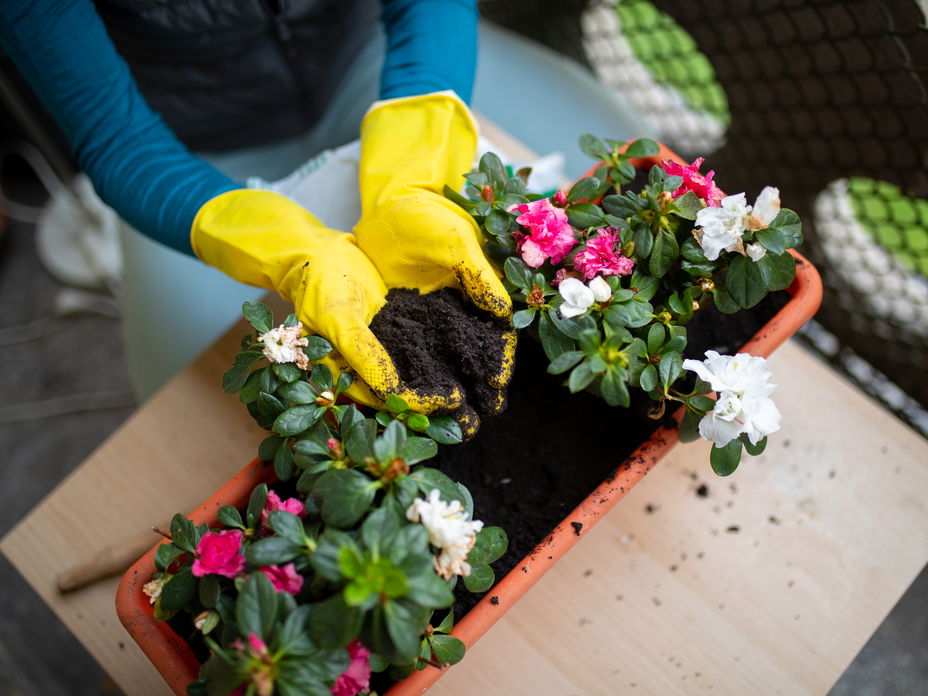 Frau pflanzt Blumen in einen Balkonkasten