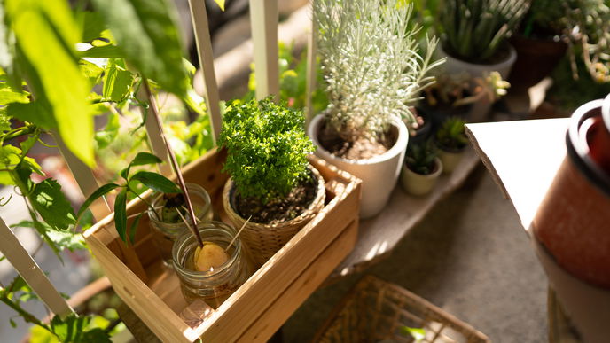 Kräutergarten auf dem Balkon anlegen: So funktioniert's