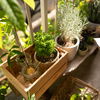 Kräutergarten auf dem Balkon anlegen: So funktioniert's