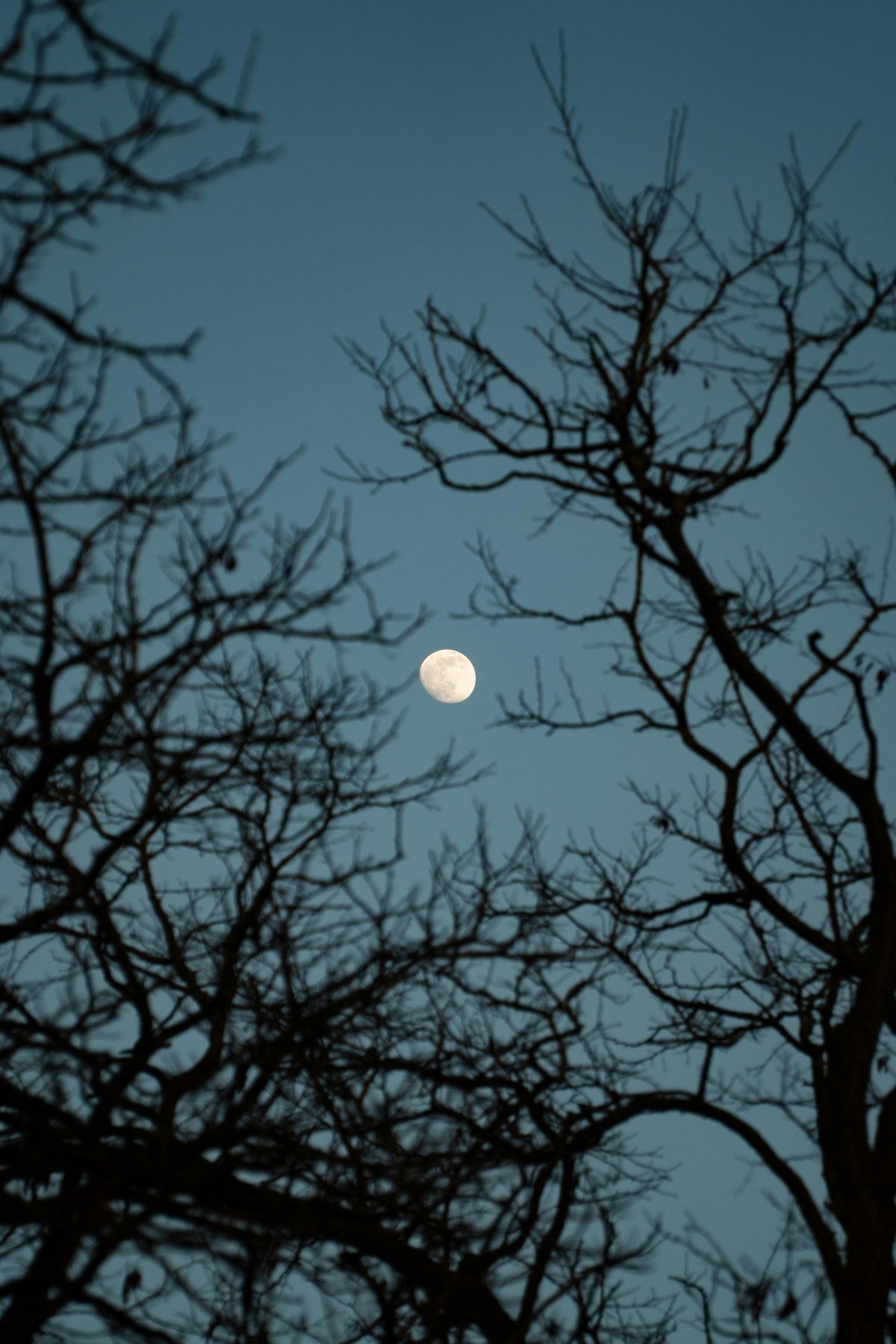 Mond am blauen Himmel mit kahlen Bäumen