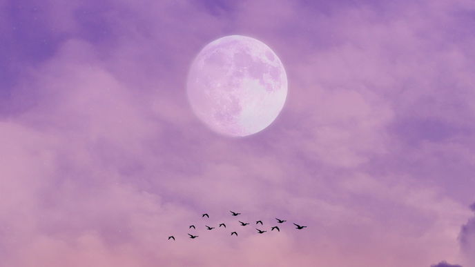 Für diese 3 Sternzeichen verändert der "Pink Moon" am 24. April alles