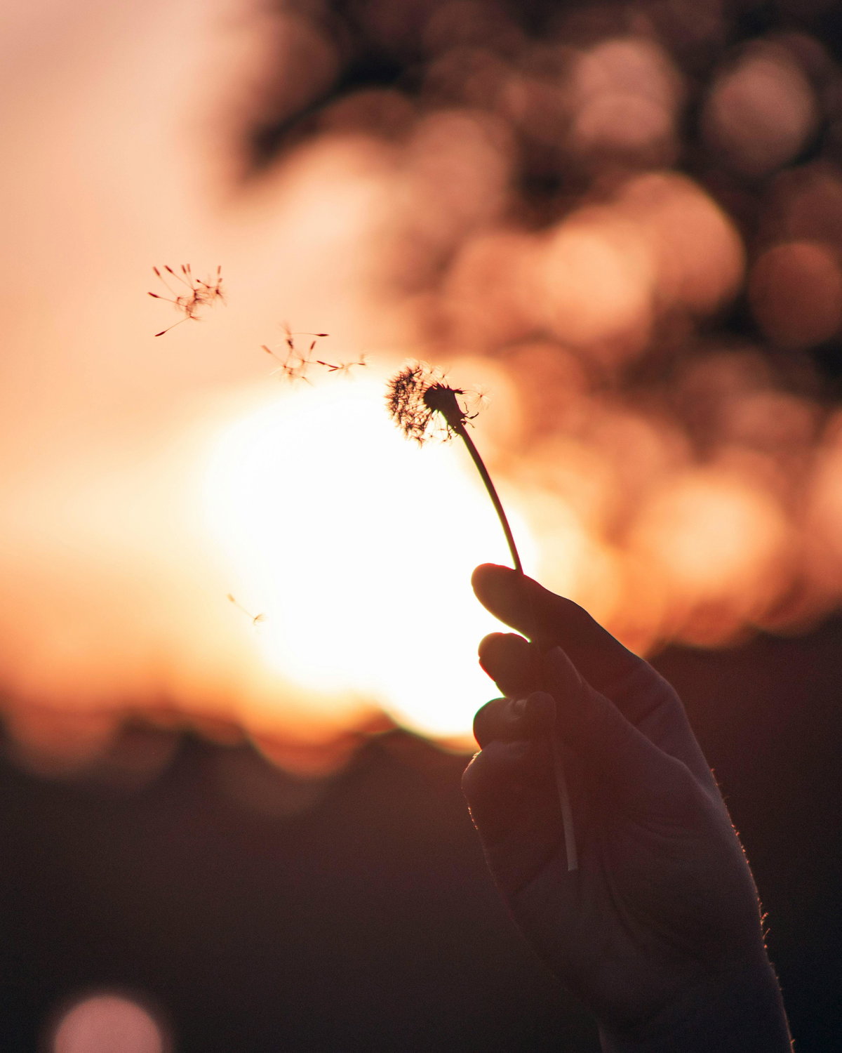 Puseblume im Sonnenuntergang