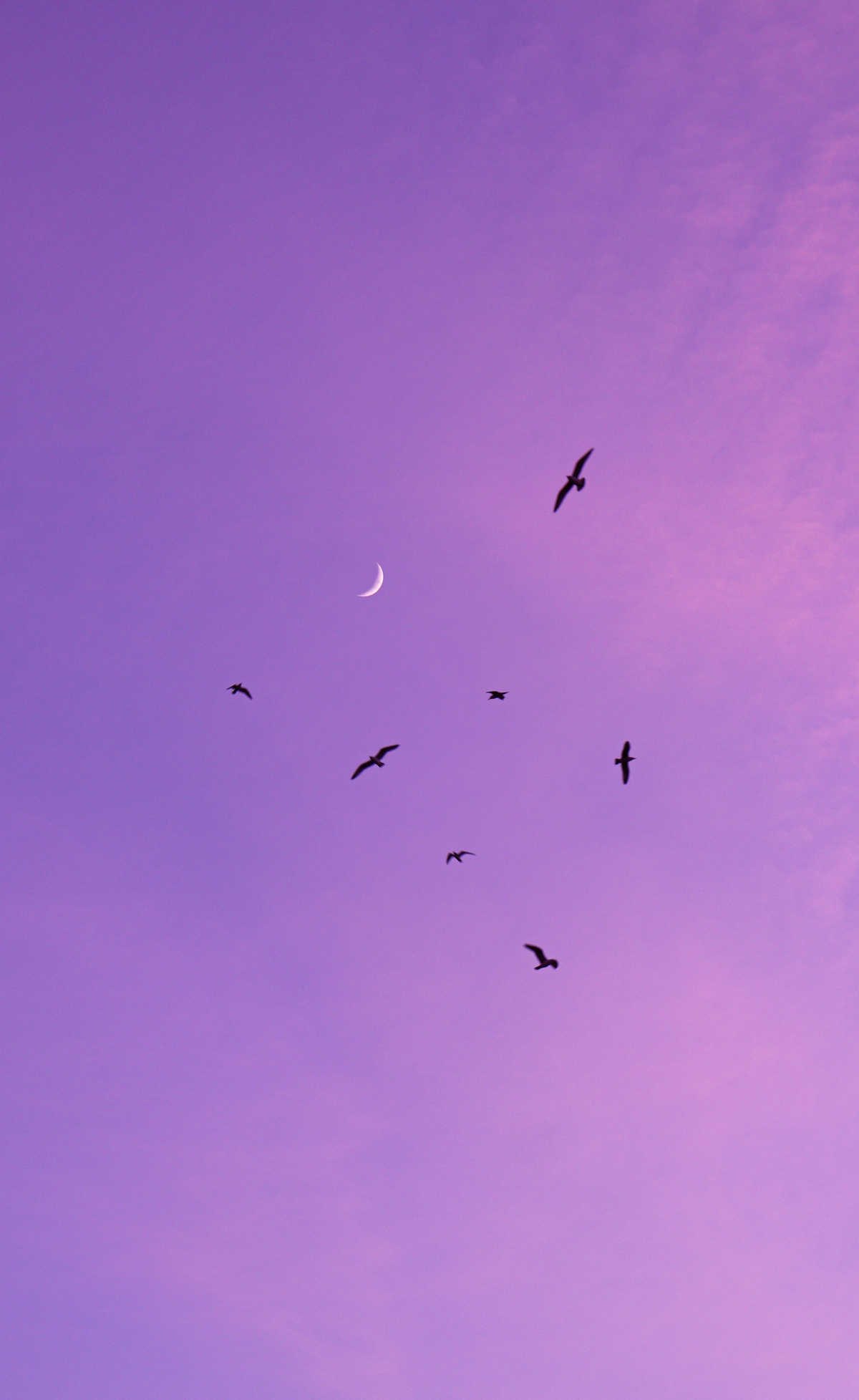 Sichelmond an lila Abendhimmel
