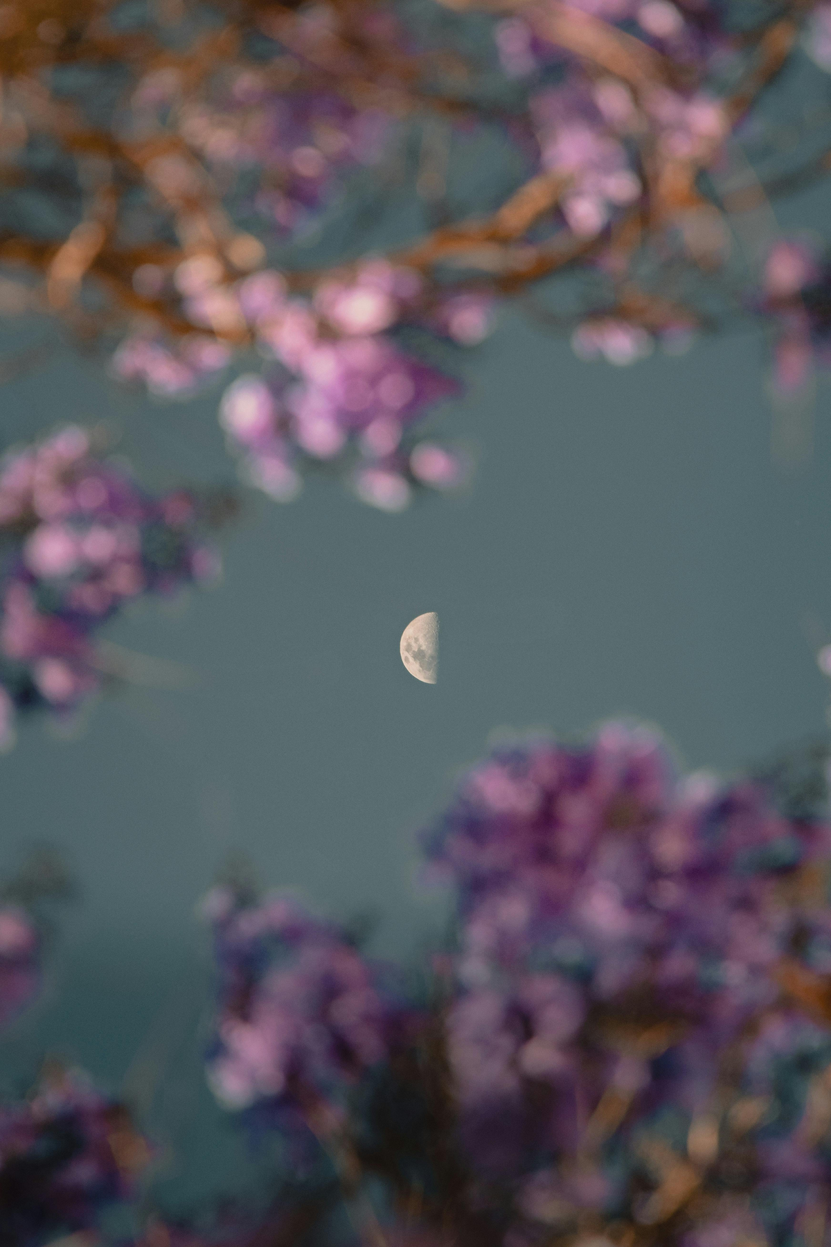 Mond hinter Ästen mit Blüten
