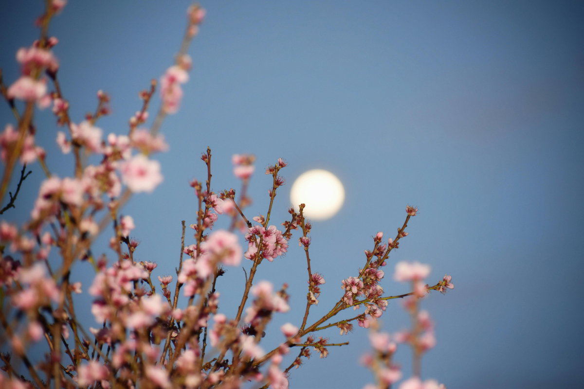 Blühende Zweige vor Mond