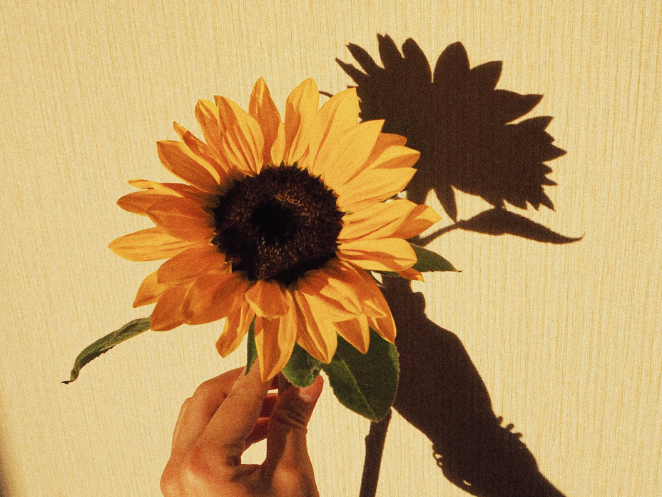 Sonnenblumen Nageldesign