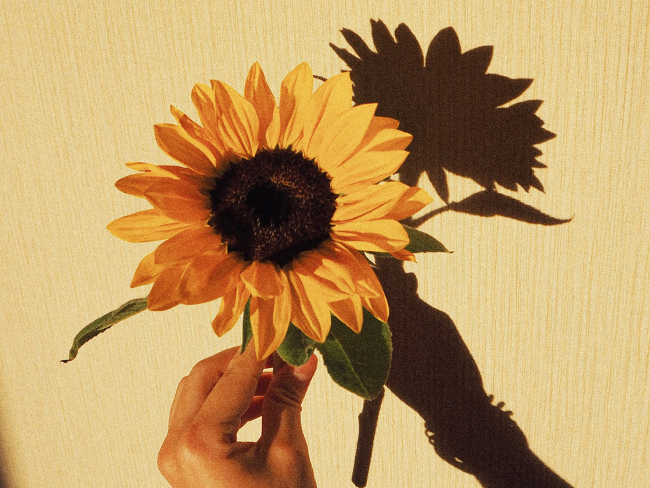 Sonnenblumen Nageldesign