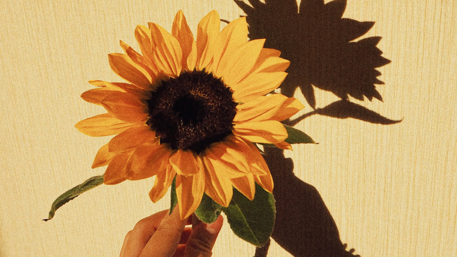 Sonnenblumen-Nägel sind die schönste Übergangs-Maniküre zum Herbst