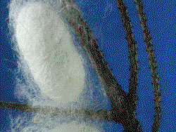 thinkstockphotos-478210811-gif-250-300-2048476.gif