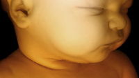 Die Baby Entwicklung in den Schwangerschaftswochen