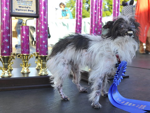 peanut-worlds-ugliest-dog-2003262.jpg