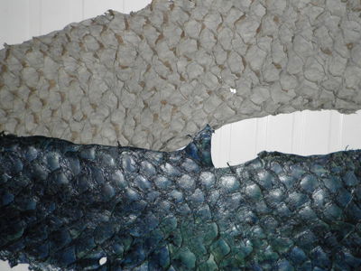 barramundi-leder-480x300-1915004.jpg