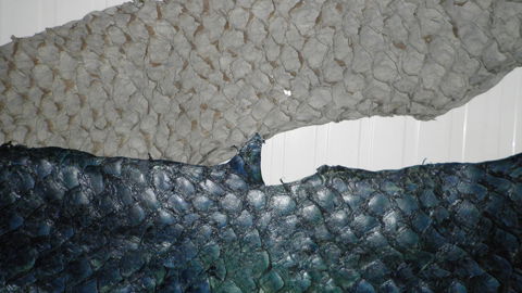 Fischleder